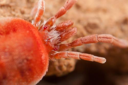 Réf. 245 967 : Allothrombium sp.